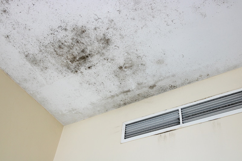 Mold on the ceiling in an apartment