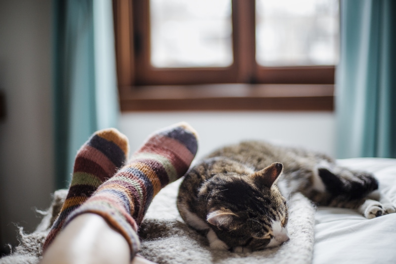 domestic animal, cat, human foot, togetherness.