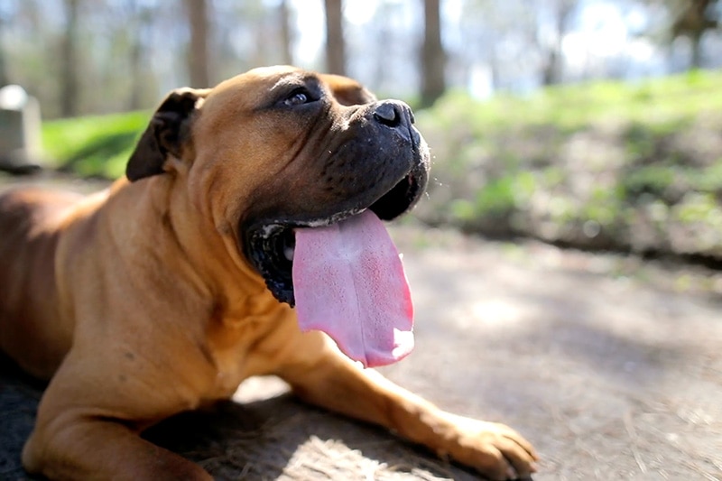 dog panting while laying on hot pavement.