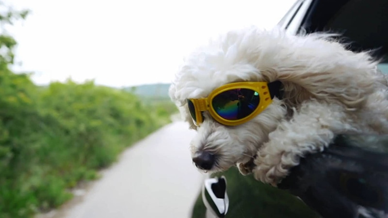 A white dog with yellow goggles on leaning out of a car window to get some fresh air and stay cool on a hot summer day