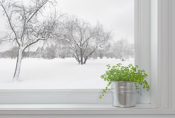 plant in window of snowy landscape.